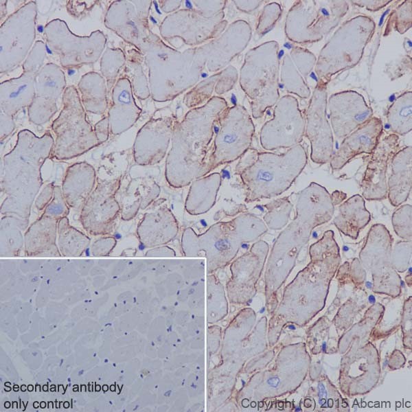 Immunohistochemistry (Formalin/PFA-fixed paraffin-embedded sections) - Anti-Caveolin-3 antibody [EPR18975] - BSA and Azide free (AB250637), expandable thumbnail