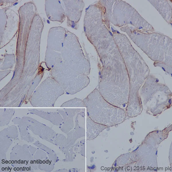 Immunohistochemistry (Formalin/PFA-fixed paraffin-embedded sections) - Anti-Caveolin-3 antibody [EPR18975] - BSA and Azide free (AB250637)