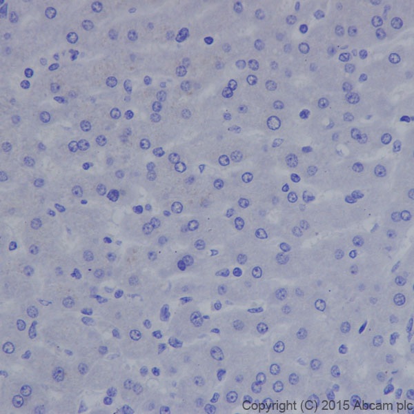 Immunohistochemistry (Formalin/PFA-fixed paraffin-embedded sections) - Anti-Caveolin-3 antibody [EPR18975] - BSA and Azide free (ab250637), expandable thumbnail