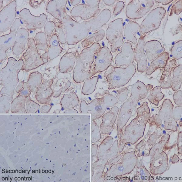 Immunohistochemistry (Formalin/PFA-fixed paraffin-embedded sections) - Anti-Caveolin-3 antibody [EPR18975] - Caveolae Marker (AB182739)