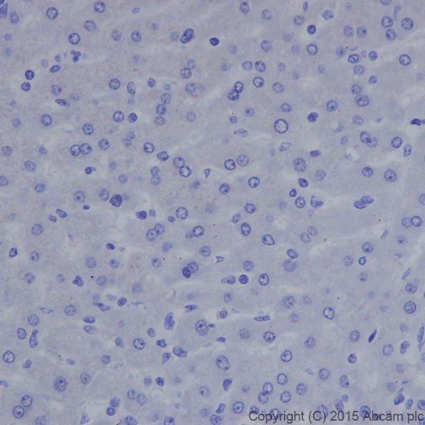 Immunohistochemistry (Formalin/PFA-fixed paraffin-embedded sections) - Anti-Caveolin-3 antibody [EPR18975] - Caveolae Marker (AB182739)
