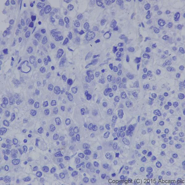 Immunohistochemistry (Formalin/PFA-fixed paraffin-embedded sections) - Anti-Caveolin-3 antibody [EPR18975] - Caveolae Marker (AB182739)
