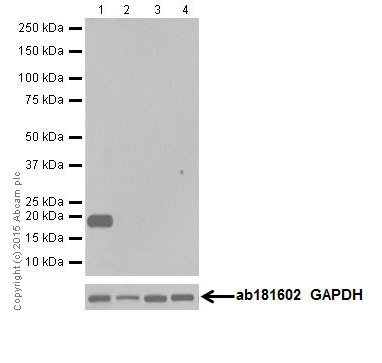 Western blot - Anti-Caveolin-3 antibody [EPR18975] - Caveolae Marker (AB182739), expandable thumbnail
