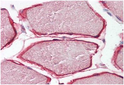 Immunohistochemistry (Formalin/PFA-fixed paraffin-embedded sections) - Anti-Caveolin-3 antibody - N-terminal - Caveolae Marker (AB189349), expandable thumbnail