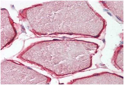 Immunohistochemistry (Formalin/PFA-fixed paraffin-embedded sections) - Anti-Caveolin-3 antibody - N-terminal - Caveolae Marker (AB189349)