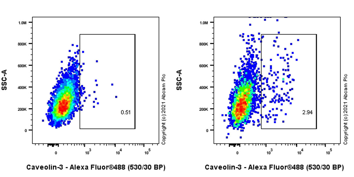 Flow Cytometry (Intracellular) - Anti-Caveolin-3 antibody [RM1042] (ab289544), expandable thumbnail