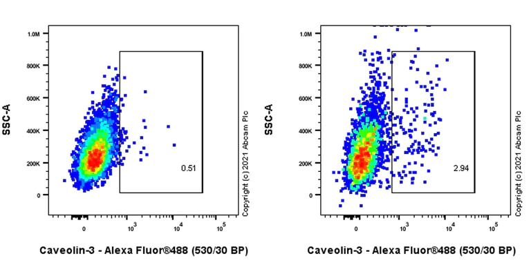Flow Cytometry (Intracellular) - Anti-Caveolin-3 antibody [RM1042] - Caveolae Marker (AB289544)