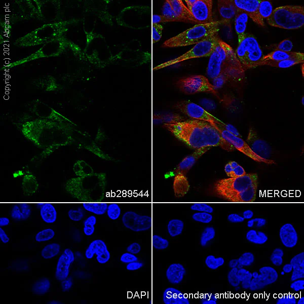 Immunocytochemistry/ Immunofluorescence - Anti-Caveolin-3 antibody [RM1042] - Caveolae Marker (AB289544)