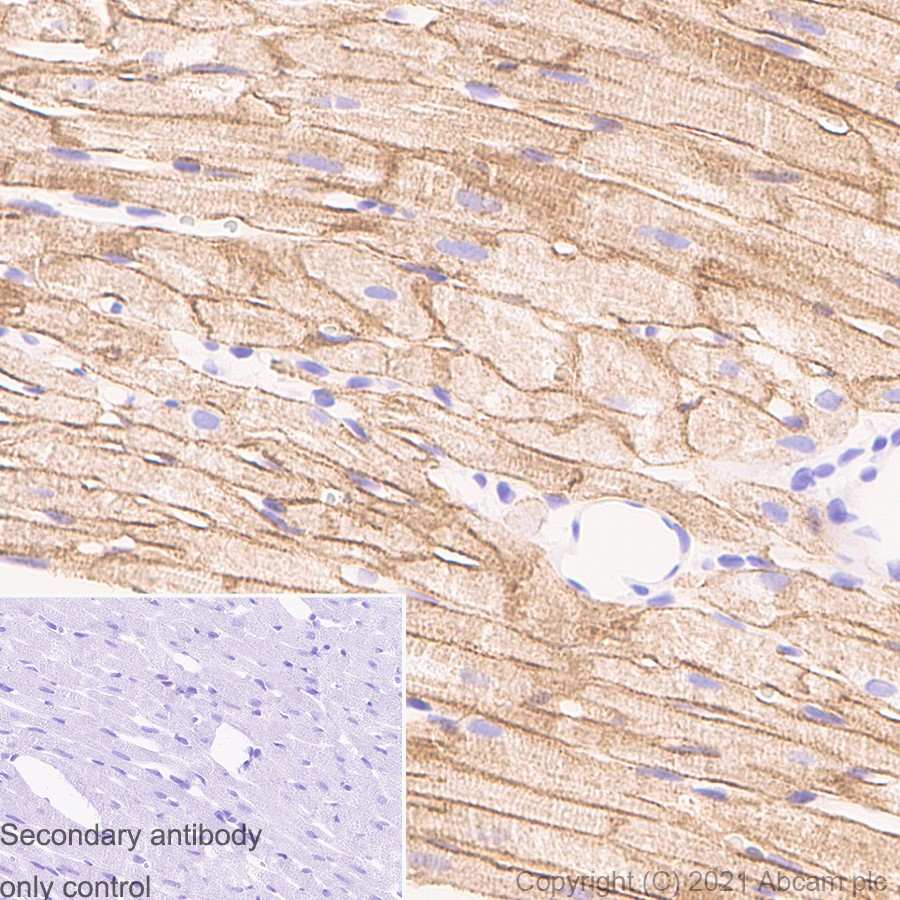Immunohistochemistry (Formalin/PFA-fixed paraffin-embedded sections) - Anti-Caveolin-3 antibody [RM1042] (ab289544), expandable thumbnail