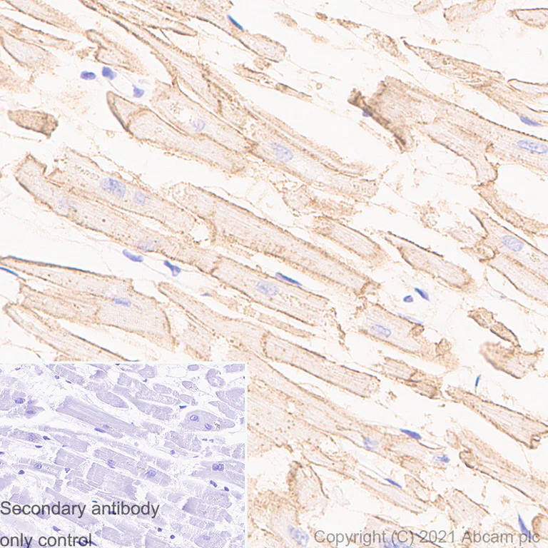 Immunohistochemistry (Formalin/PFA-fixed paraffin-embedded sections) - Anti-Caveolin-3 antibody [RM1042] - Caveolae Marker (AB289544)