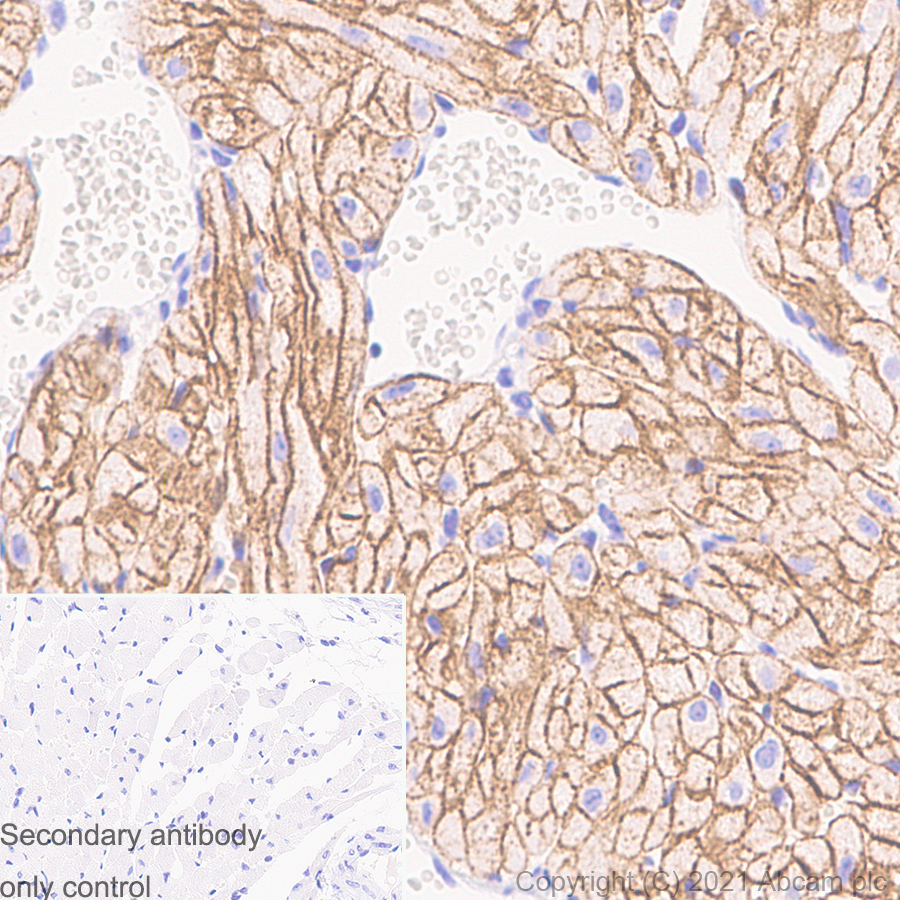 Immunohistochemistry (Formalin/PFA-fixed paraffin-embedded sections) - Anti-Caveolin-3 antibody [RM1042] (ab289544), expandable thumbnail