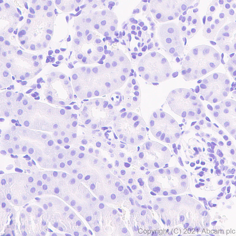 Immunohistochemistry (Formalin/PFA-fixed paraffin-embedded sections) - Anti-Caveolin-3 antibody [RM1042] - Caveolae Marker (AB289544)