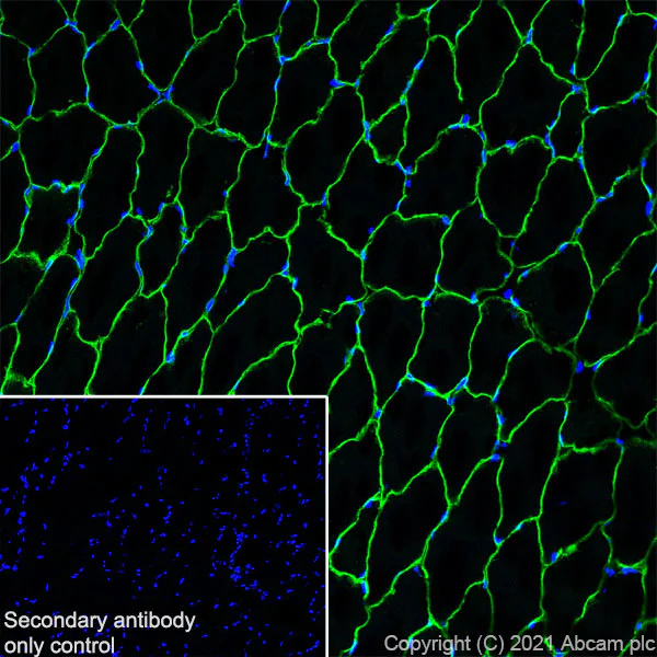 Immunohistochemistry (Frozen sections) - Anti-Caveolin-3 antibody [RM1042] - Caveolae Marker (AB289544)