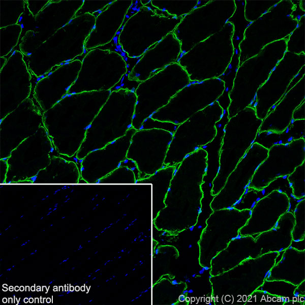 Immunohistochemistry (Frozen sections) - Anti-Caveolin-3 antibody [RM1042] (AB289544), expandable thumbnail