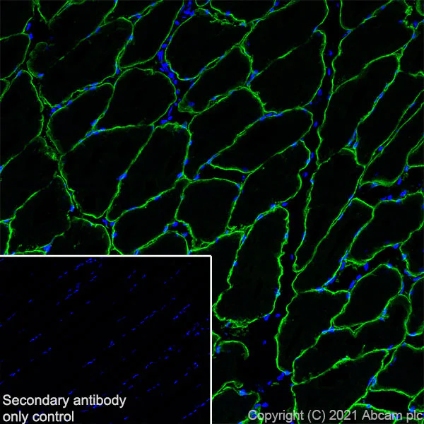 Immunohistochemistry (Frozen sections) - Anti-Caveolin-3 antibody [RM1042] - Caveolae Marker (AB289544)
