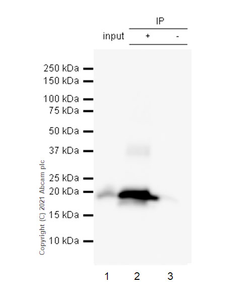 Immunoprecipitation - Anti-Caveolin-3 antibody [RM1042] - Caveolae Marker (ab289544), expandable thumbnail
