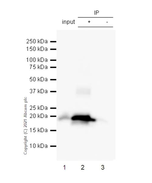 Immunoprecipitation - Anti-Caveolin-3 antibody [RM1042] - Caveolae Marker (AB289544)