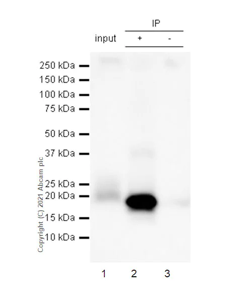 Immunoprecipitation - Anti-Caveolin-3 antibody [RM1042] - Caveolae Marker (AB289544)
