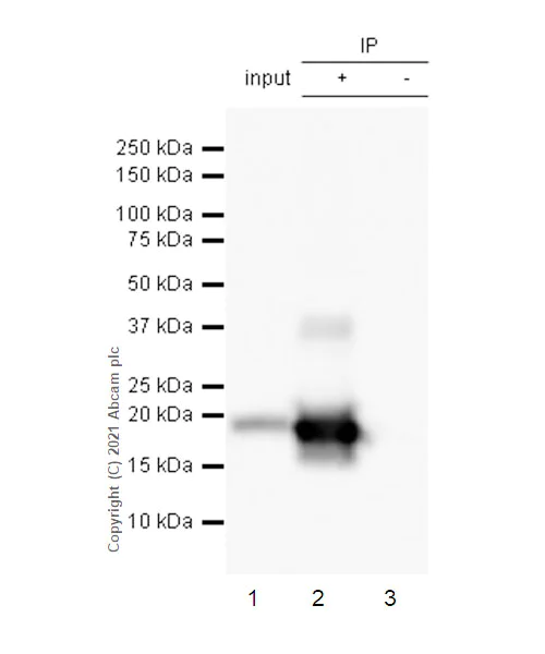 Immunoprecipitation - Anti-Caveolin-3 antibody [RM1042] - Caveolae Marker (AB289544)