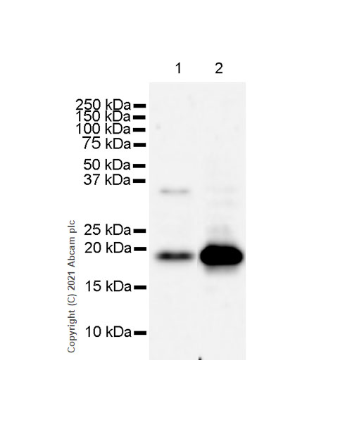 Western blot - Anti-Caveolin-3 antibody [RM1042] - Caveolae Marker (ab289544), expandable thumbnail