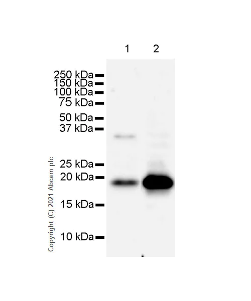 Western blot - Anti-Caveolin-3 antibody [RM1042] - Caveolae Marker (AB289544)