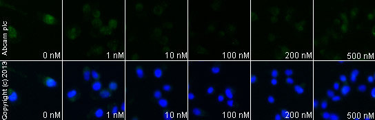 Functional Studies - CAY10626, PI3Kalpha/mTOR inhibitor (AB120903), expandable thumbnail