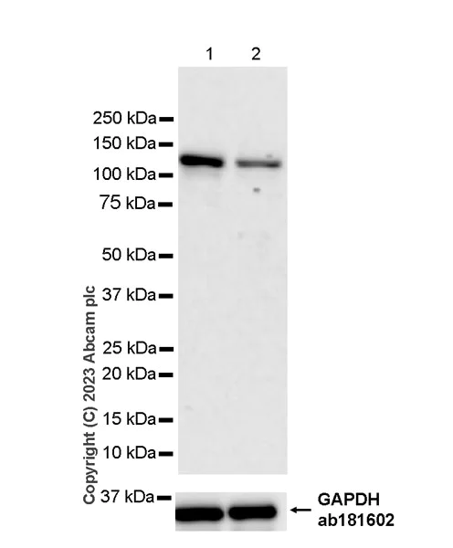 Western blot - Anti-CBF antibody [EPR27441-85] - BSA and Azide free (AB314320)