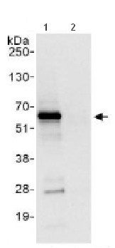 Immunoprecipitation - Anti-CBF1 interacting corepressor/CIR1 antibody (AB113203)