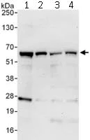 Western blot - Anti-CBF1 interacting corepressor/CIR1 antibody (AB113203)