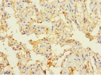 Immunohistochemistry (Formalin/PFA-fixed paraffin-embedded sections) - Anti-CBF1 interacting corepressor/CIR1 antibody - N-terminal (AB229866)