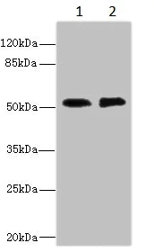 Western blot - Anti-CBF1 interacting corepressor/CIR1 antibody - N-terminal (AB229866)