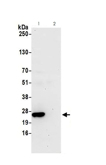 Immunoprecipitation - Anti-CBFb antibody (AB125191)
