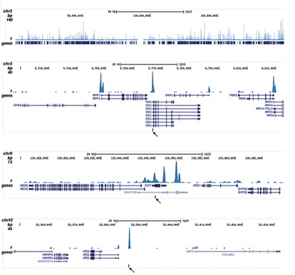 ChIP-sequencing - Anti-CBFb antibody - ChIP Grade (AB195411)