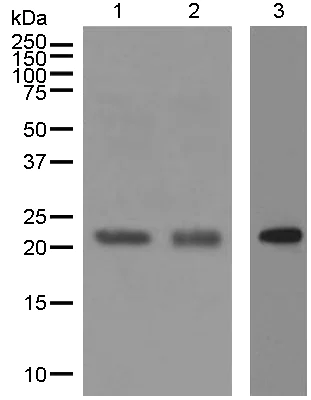 Western blot - Anti-CBFb antibody [EPR6321] (AB124693)