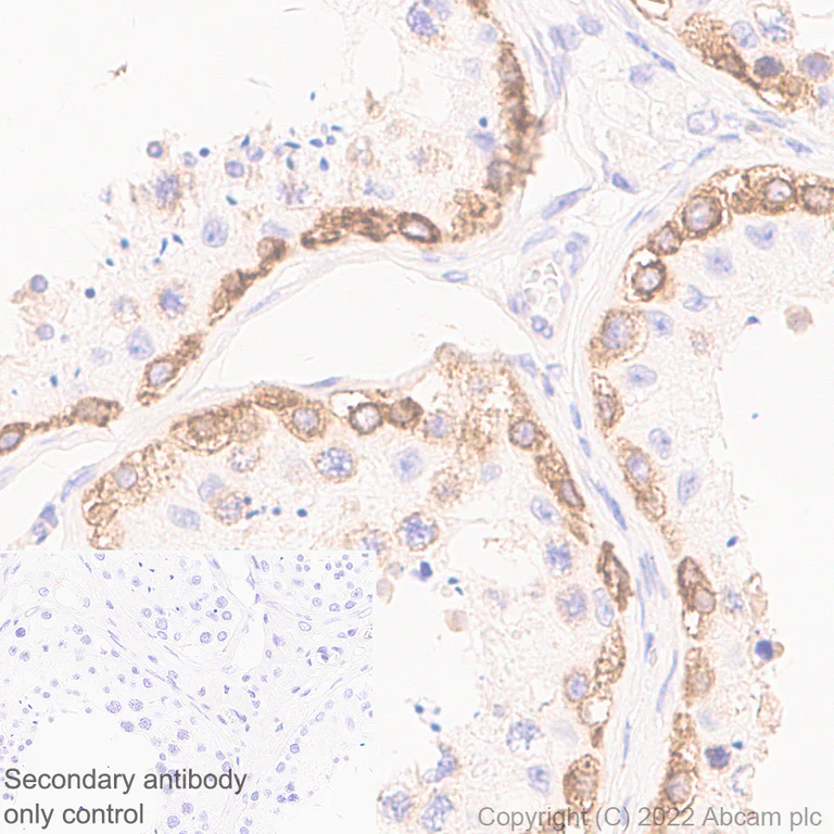 Immunohistochemistry (Formalin/PFA-fixed paraffin-embedded sections) - Anti-CBL antibody [17/c-Cbl] (AB309549)