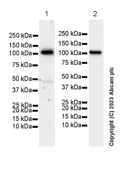 Western blot - Anti-CBL antibody [17/c-Cbl] (AB309549)