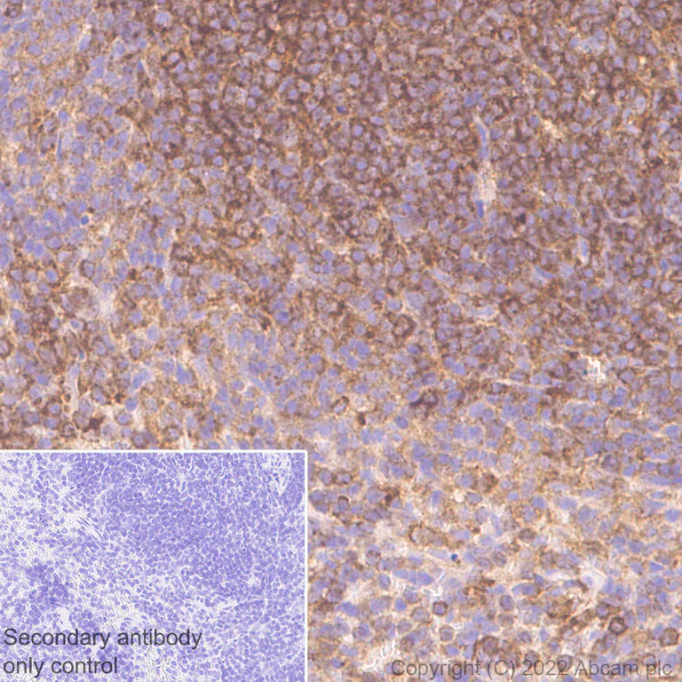 Immunohistochemistry (Formalin/PFA-fixed paraffin-embedded sections) - Anti-CBL antibody [17/c-Cbl] - BSA and Azide free (AB309550)
