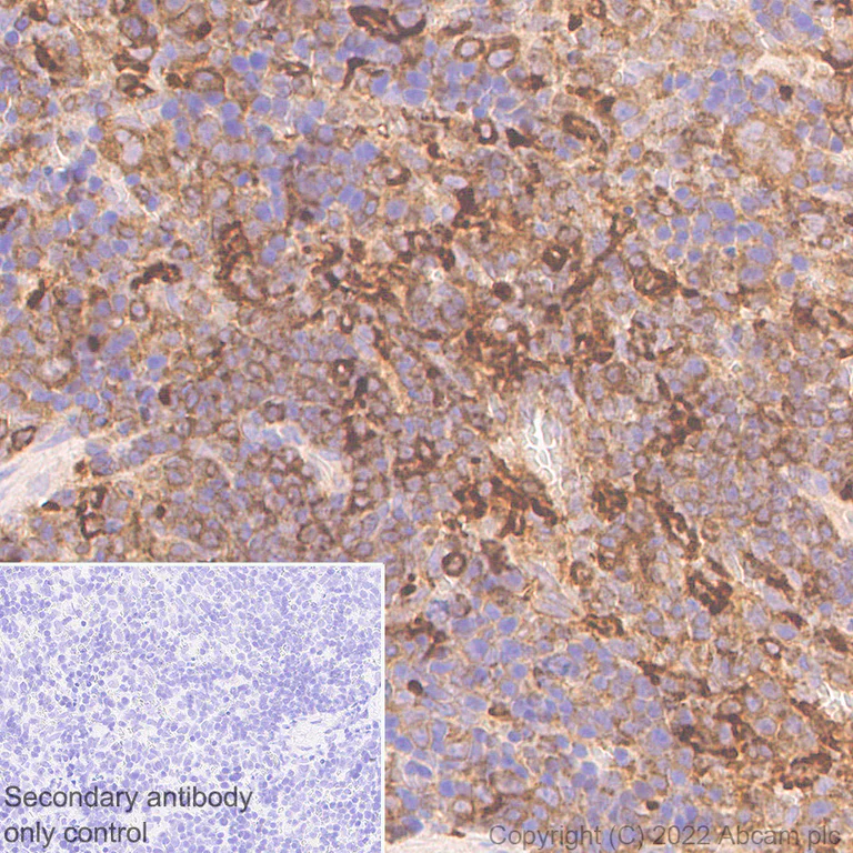 Immunohistochemistry (Formalin/PFA-fixed paraffin-embedded sections) - Anti-CBL antibody [17/c-Cbl] - BSA and Azide free (AB309550)