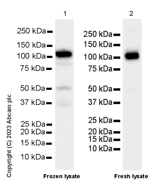 Western blot - Anti-CBL antibody [17/c-Cbl] - BSA and Azide free (AB309550)
