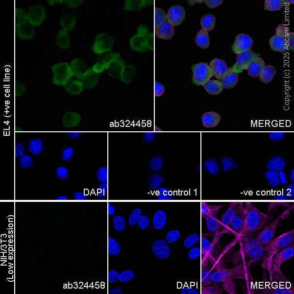 Immunocytochemistry/ Immunofluorescence - Anti-CBL antibody [EPR25388-126] (AB324458)