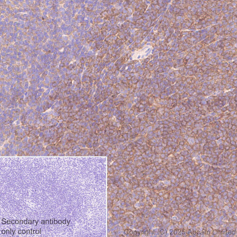 Immunohistochemistry (Formalin/PFA-fixed paraffin-embedded sections) - Anti-CBL antibody [EPR25388-126] (AB324458)