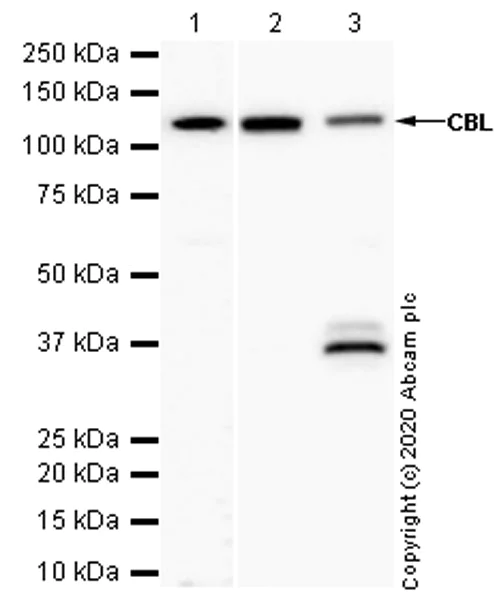 Western blot - Anti-CBL antibody [YE323] - BSA and Azide free (AB236075)