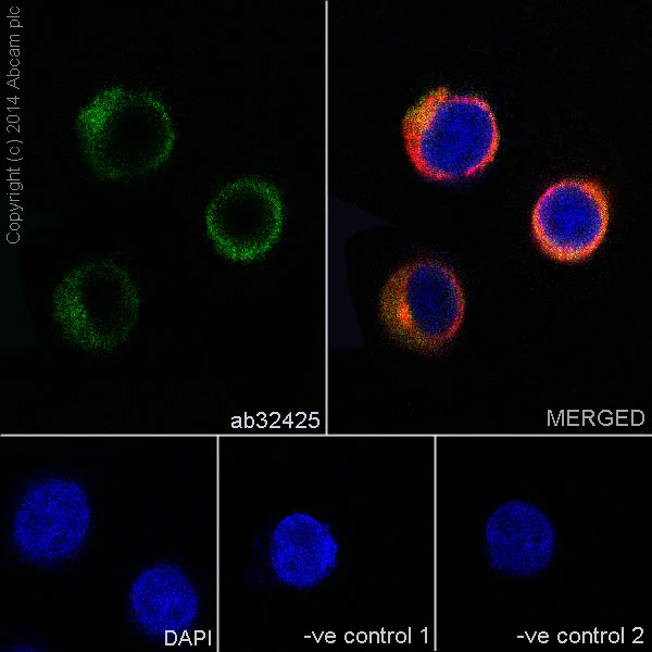 Immunocytochemistry/ Immunofluorescence - Anti-CBL + CBLB antibody [YE315] (AB32425)