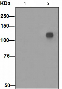 Western blot - Anti-CBL (phospho S669) antibody [EPR2226(2)] (AB108364), expandable thumbnail