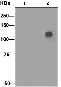 Western blot - Anti-CBL (phospho S669) antibody [EPR2226(2)] (AB108364)