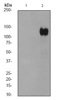 Western blot - Anti-CBL (phospho Y674) antibody [EPR2227] - BSA and Azide free (AB247486)