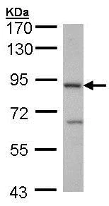 Western blot - Anti-CBLB antibody - C-terminal (AB137596)