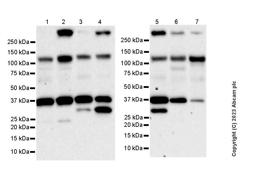 Western blot - Anti-CBLB antibody [EPR28082-32] - BSA and Azide free (AB315022)