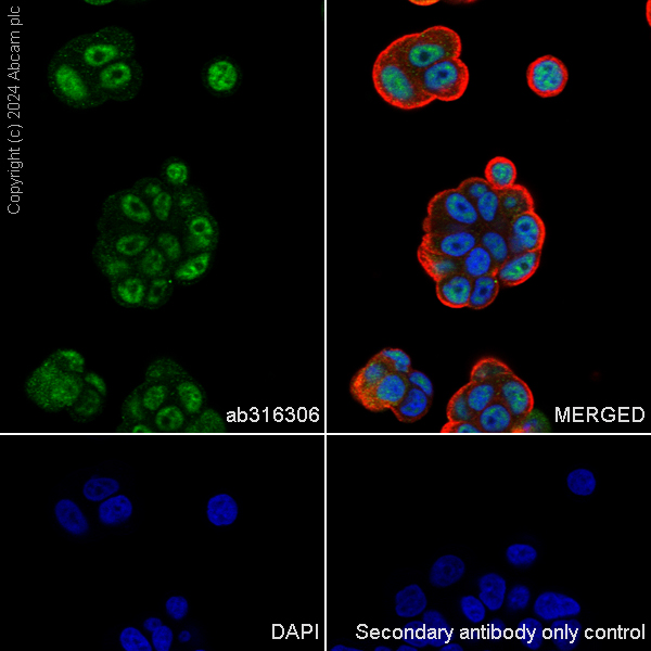 Immunocytochemistry/ Immunofluorescence - Anti-CBLL1 antibody [EPR25389-121] - BSA and Azide free (ab316307), expandable thumbnail