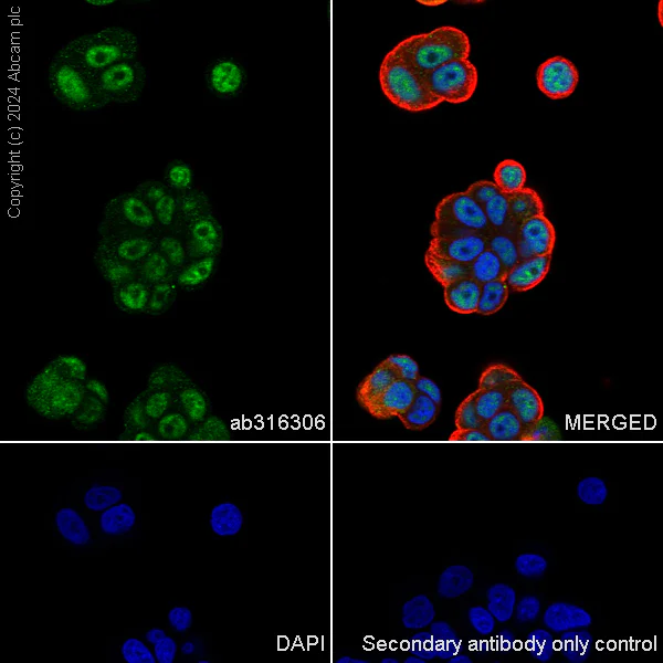 Immunocytochemistry/ Immunofluorescence - Anti-CBLL1 antibody [EPR25389-121] - BSA and Azide free (AB316307)